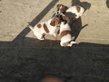 Собаки, щенята Гладкошерста фокстер'єр, ціна 2500 Грн., Фото