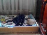 Собаки, щенки Чихуа-хуа, цена 8000 Грн., Фото