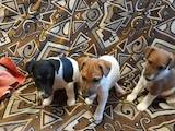 Собаки, щенки Гладкошерстный фокстерьер, цена 2500 Грн., Фото