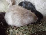 Животноводство,  Сельхоз животные Кролики, Нутрии, цена 300 Грн., Фото