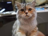 Кішки, кошенята Британська довгошерста, ціна 1 Грн., Фото