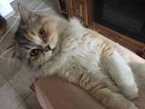 Кошки, котята Британская длинношёрстная, цена 1 Грн., Фото