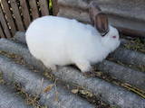 Грызуны Кролики, цена 300 Грн., Фото