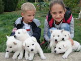 Собаки, щенки Белая Швейцарская овчарка, цена 3000 Грн., Фото