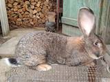 Гризуни Кролики, ціна 1500 Грн., Фото