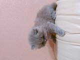 Кошки, котята Британская длинношёрстная, цена 800 Грн., Фото