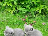 Кішки, кошенята Шотландська короткошерста, ціна 500 Грн., Фото