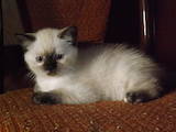 Кошки, котята Шотландская короткошерстная, цена 700 Грн., Фото