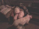 Тваринництво,  Сільгосп тварини Свині, ціна 100 Грн., Фото