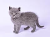 Кішки, кошенята Британська короткошерста, Фото
