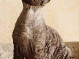 Кішки, кошенята Девон-рекс, ціна 10000 Грн., Фото
