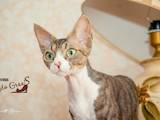 Кошки, котята Девон-рекс, цена 10000 Грн., Фото