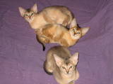 Кішки, кошенята Абіссінська, ціна 12500 Грн., Фото