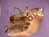 Кішки, кошенята Абіссінська, ціна 12500 Грн., Фото