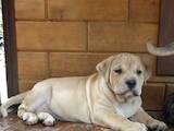Собаки, щенята Мальоркскій бульдог (Ка Де Бо), ціна 15000 Грн., Фото