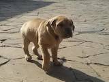 Собаки, щенята Мальоркскій бульдог (Ка Де Бо), ціна 15000 Грн., Фото