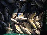 Рибки, акваріуми Рибки, ціна 45 Грн., Фото