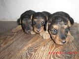 Собаки, щенята Вельштер'єр, ціна 3750 Грн., Фото