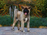 Собаки, щенки Американский акита, цена 20000 Грн., Фото