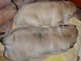 Собаки, щенки Мальоркский бульдог (Ка Де Бо), цена 30000 Грн., Фото