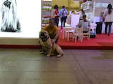 Собаки, щенята Мальоркскій бульдог (Ка Де Бо), ціна 30000 Грн., Фото