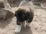 Собаки, щенки Кавказская овчарка, цена 10000 Грн., Фото