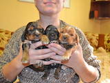 Собаки, щенки Английский коккер, цена 1150 Грн., Фото