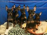 Собаки, щенки Карликовый пинчер, цена 6000 Грн., Фото