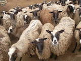 Тваринництво,  Сільгосп тварини Барани, вівці, ціна 30 Грн., Фото