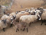 Тваринництво,  Сільгосп тварини Барани, вівці, ціна 30 Грн., Фото