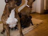 Собаки, щенята Американський стаффордширський тер'єр, ціна 2500 Грн., Фото
