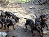 Собаки, щенята Гладкошерста такса, ціна 2100 Грн., Фото