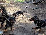 Собаки, щенята Гладкошерста такса, ціна 2100 Грн., Фото