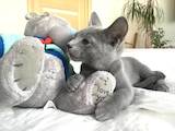 Кошки, котята Русская голубая, цена 9000 Грн., Фото