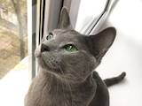 Кішки, кошенята Російська блакитна, ціна 9000 Грн., Фото