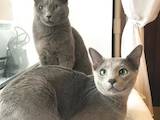 Кішки, кошенята Російська блакитна, ціна 9000 Грн., Фото