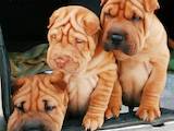 Собаки, щенки Шарпей, цена 5000 Грн., Фото