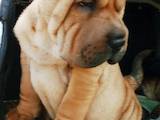 Собаки, щенята Шарпей, ціна 5000 Грн., Фото
