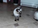Кошки, котята Балинез, цена 350 Грн., Фото
