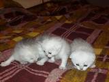 Кішки, кошенята Шиншила, ціна 5000 Грн., Фото