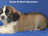 Собаки, щенки Московская сторожевая, цена 6500 Грн., Фото