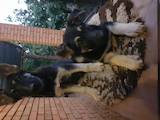 Собаки, щенки Восточно-Европейская овчарка, цена 2700 Грн., Фото