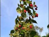 Домашние растения Плодовые деревья, саженцы, цена 150 Грн., Фото