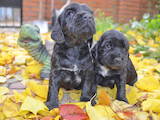 Собаки, щенята Англійський коккер, ціна 1150 Грн., Фото