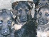 Собаки, щенки Восточно-Европейская овчарка, цена 800 Грн., Фото