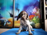 Собаки, щенки Немецкая гладкошерстная легавая, цена 4999 Грн., Фото