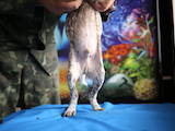 Собаки, щенята Німецька гладкошерста лягава, ціна 4999 Грн., Фото