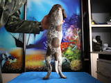 Собаки, щенята Німецька гладкошерста лягава, ціна 4999 Грн., Фото