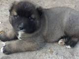 Собаки, щенята Кавказька вівчарка, ціна 2000 Грн., Фото