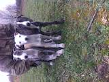 Собаки, щенята Грейхаунд, ціна 4000 Грн., Фото